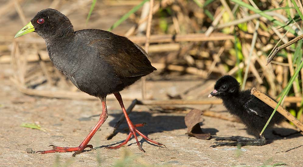 Black Crake with chick
